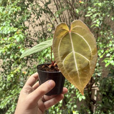 Anthurium Red Spider x (Crystallinum x Queen)