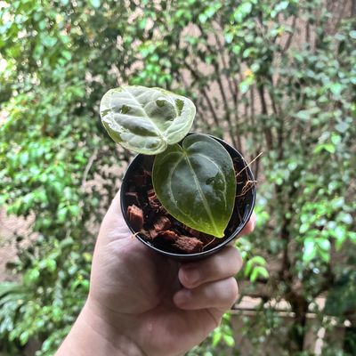 Anthurium Red Spider x (Crystallinum x Queen of Hearts)