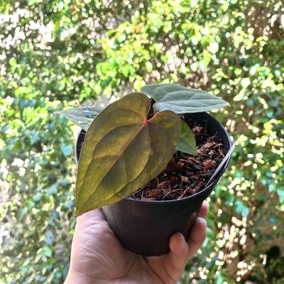 Anthurium Red Vein Dark Phoenix x Dark Eternal