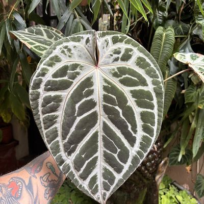 Anthurium (SKG Silver x Red Crystallinum) x Red Crystallinum