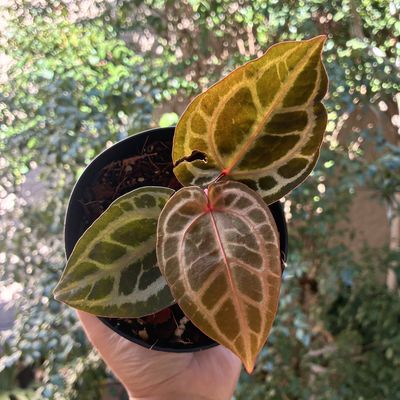 Anthurium Silver Red Hope x Zara 29