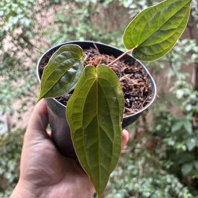 Anthurium ‘Sirih’ (Anthurium luxurian x Anthurium Radicans) pequeno