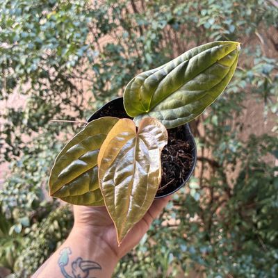 Anthurium ‘Sirih’ (Anthurium luxurian x Anthurium Radicans) pequeno