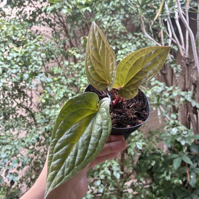 Anthurium ‘Sirih’ (Anthurium luxurian x Anthurium Radicans) pequeno