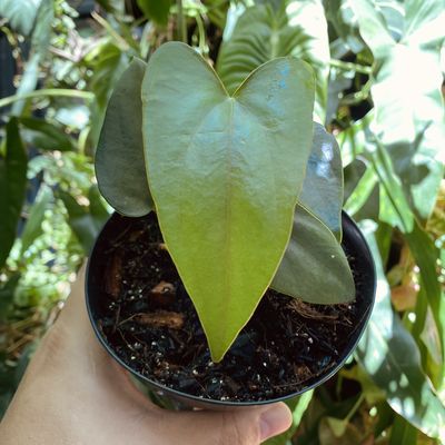 Anthurium ‘Sylva Nova’ (nigrolaminum gigi x papilillaminum)