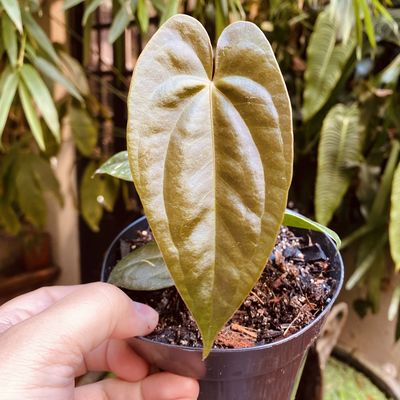 Anthurium ‘Sylva Nova’ (nigrolaminum gigi x papilillaminum)