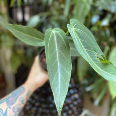 Anthurium ‘Zamora Queen’ (marmoratum x warocqueanum)