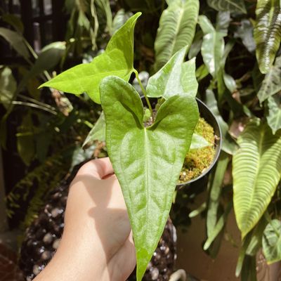Anthurium acutum