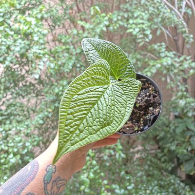 Anthurium aff. corrugatum