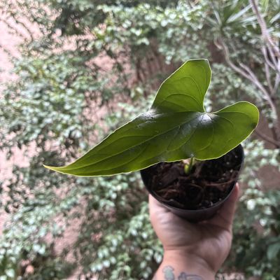 Anthurium aff. lancea