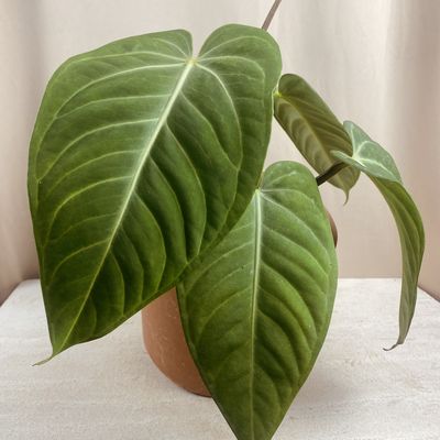Anthurium aff. pulcachense