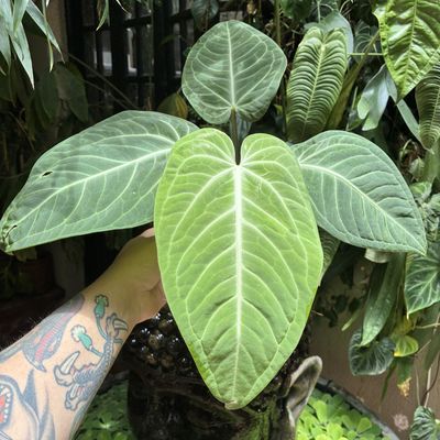 Anthurium aff. pulcachense (Grande)