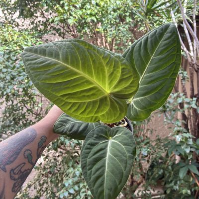 Anthurium aff. pulcachense