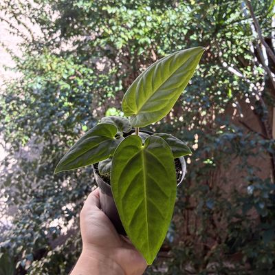 Anthurium aff. pulcachense