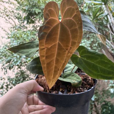 Anthurium aff besseae x Red Dark Phoenix