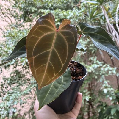 Anthurium aff besseae x forgetii
