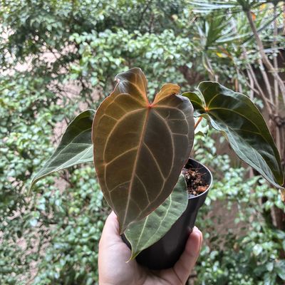 Anthurium aff besseae x forgetii