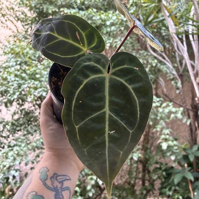 Anthurium aff besseae x red crystallinum (Skg)