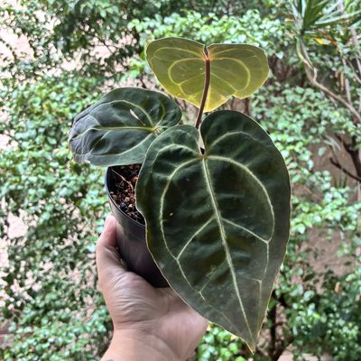 Anthurium aff besseae x red crystallinum (Skg)