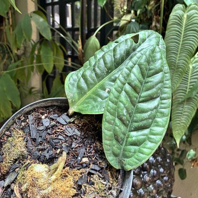 Anthurium aff radicans (médio)