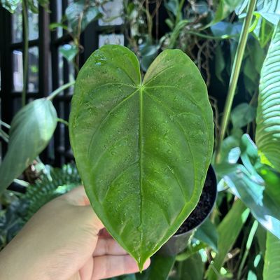 Anthurium altaverapazense