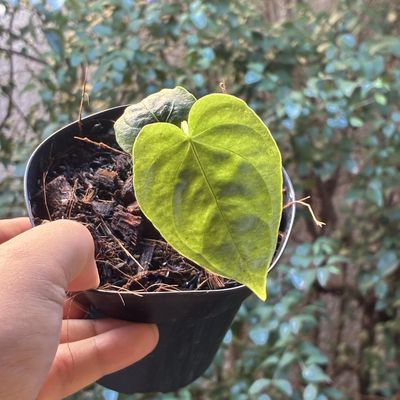 Anthurium altaverapazense (pequeno)