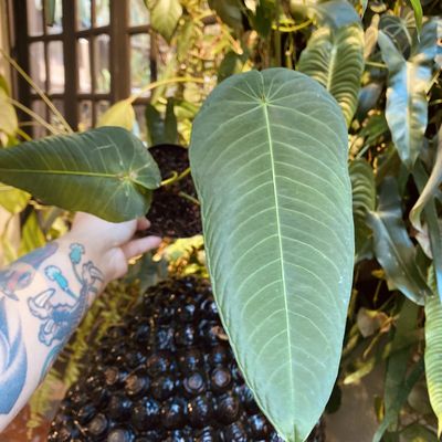 Anthurium angamarcanum