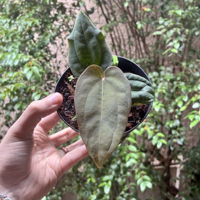 Anthurium antokalii round felix x self