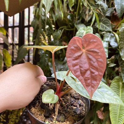 Anthurium (antolakii x AOS) x luxurians