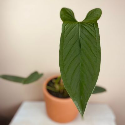 Anthurium argyrostachyum ‘velvet’