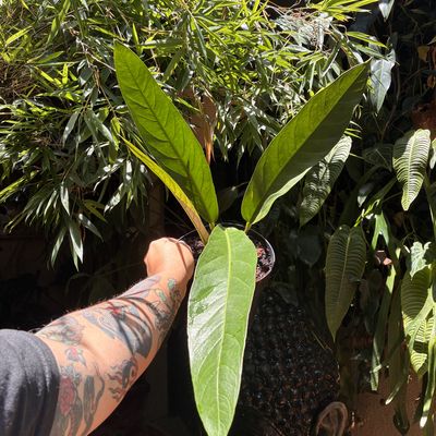 Anthurium big bill