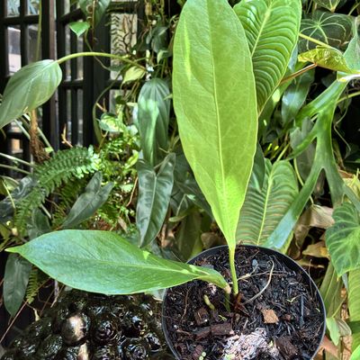 Anthurium big bill (pequeno)