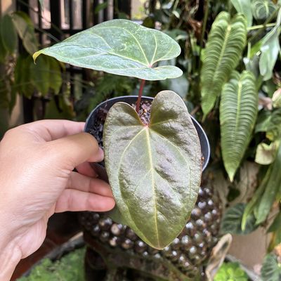 Anthurium black velvet