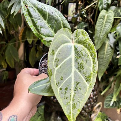 Anthurium black velvet