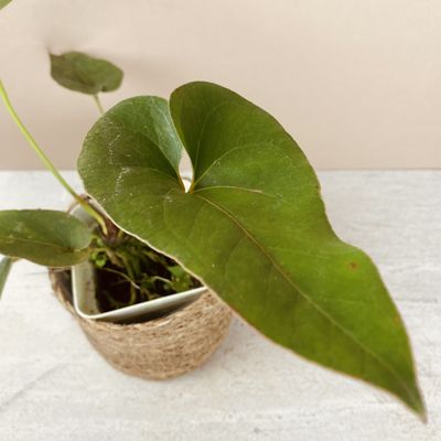 Anthurium brownii (pequeno