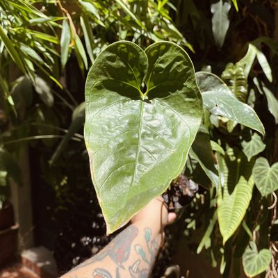 Anthurium cabrerense
