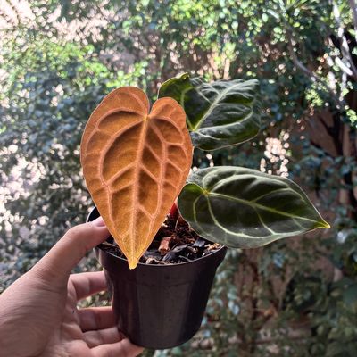 Anthurium carlablackiae (pequeno)