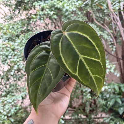 Anthurium carlablackiae (pequeno)