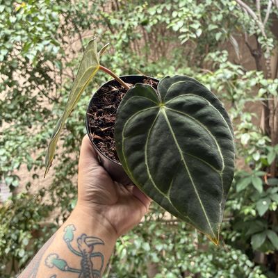 Anthurium carlablackiae (pequeno)