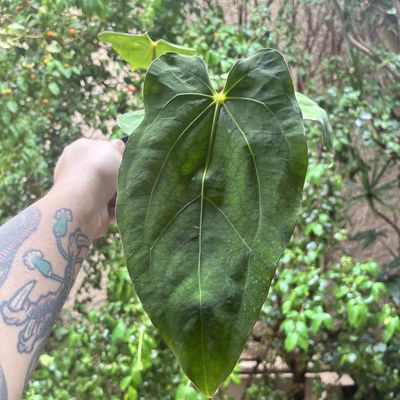 Anthurium carlablackiae x dressleri