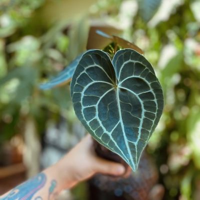 Anthurium clarinervium