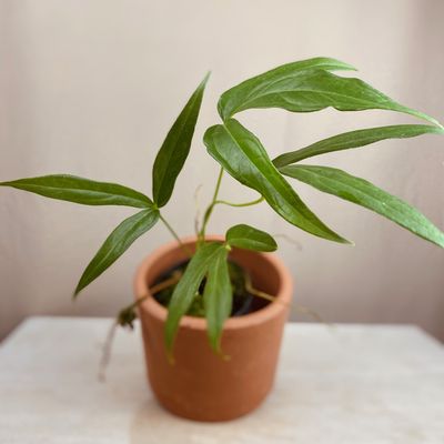Anthurium clavigerum