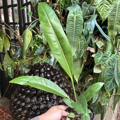 Anthurium coriaceum San Juan