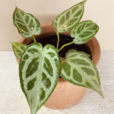 Anthurium Silver Blush