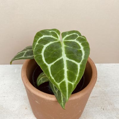 Anthurium crystallinum