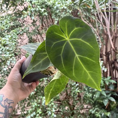 Anthurium crystallinum X magnificum