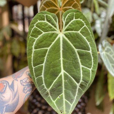 Anthurium crystallinum X magnificum