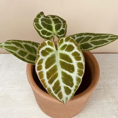 Anthurium crystallinum silver