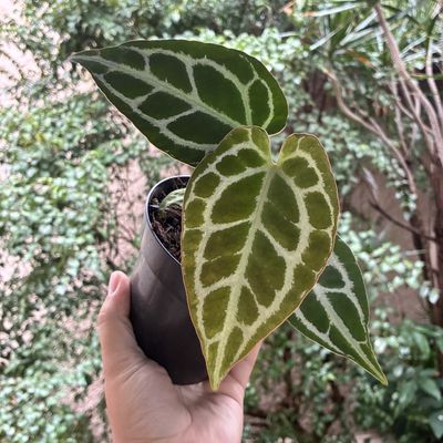Anthurium crystallinum silver