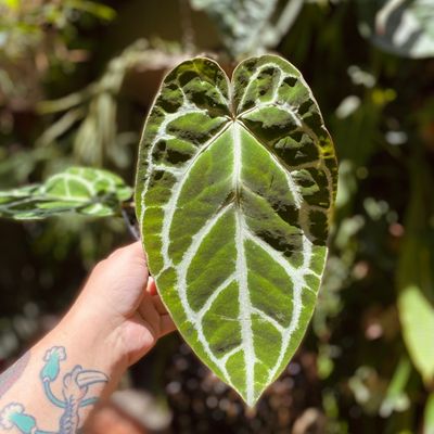 Anthurium crystallinum silver (grande)